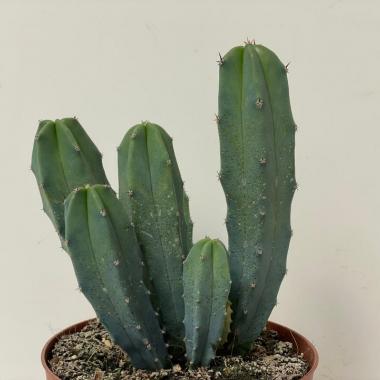 Myrtillocactus geometrizans